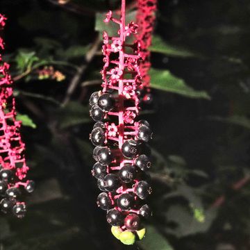 Pokeweed (American)