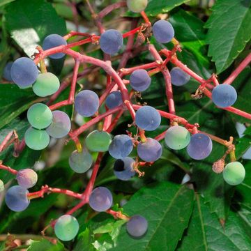 Parthenocissus inserta