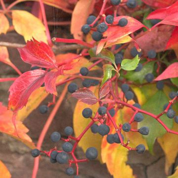 Parthenocissus tricuspidata