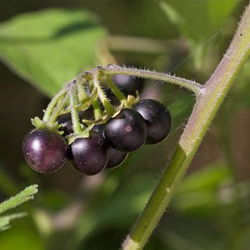 Solanum nigrum