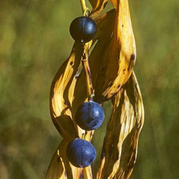 Polygonatum odoratum