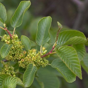 Rhamnus alpina