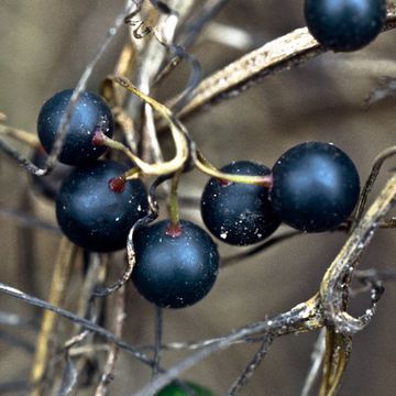 White Bryony