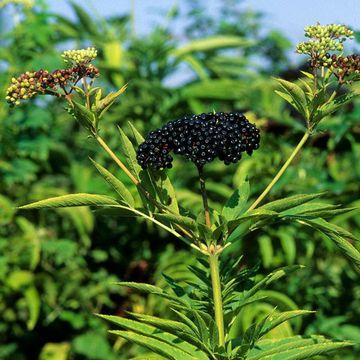 Sambucus ebulus