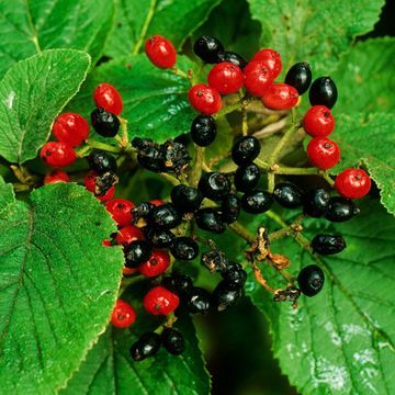 Viburnum lantana