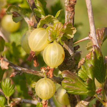 Ribes uva-crispa