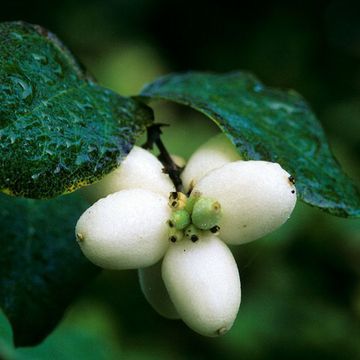 Snowberry (Common)