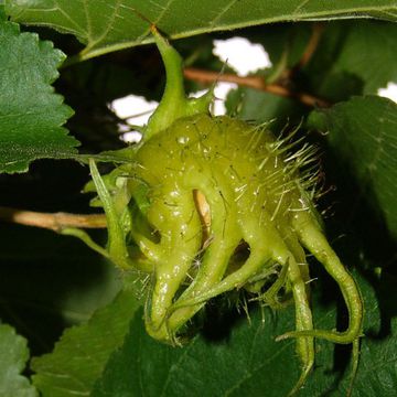 Corylus colurna