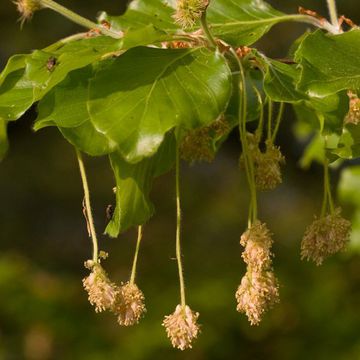 Fagus sylvatica