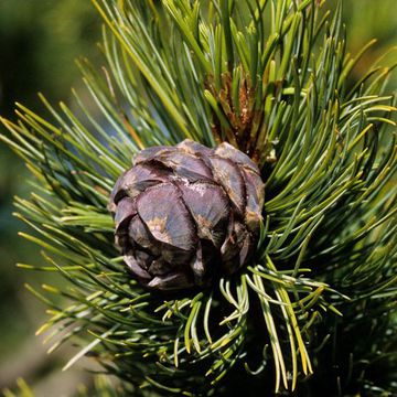 Swiss Pine