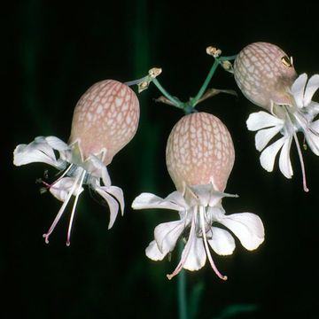 Silene vulgaris