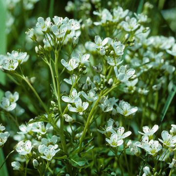 Bitter Cress