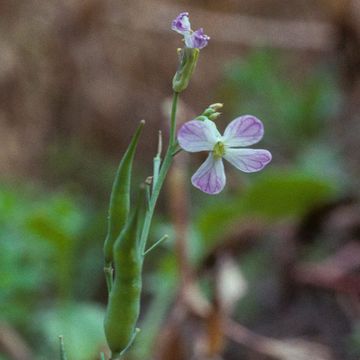 Wild Radish