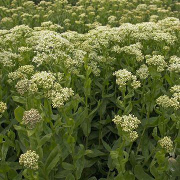 Hoary Cress (Common)