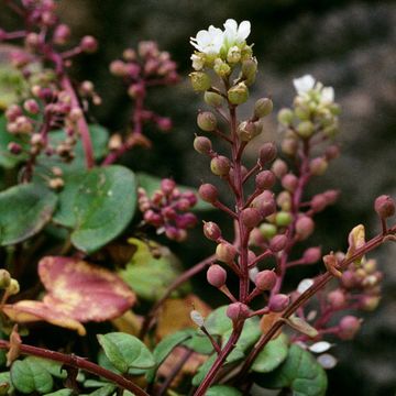 Cochlearia officinalis