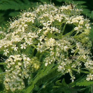 Sweet Cicely