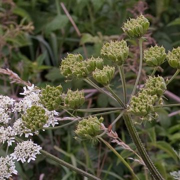 Heracleum sphondylium