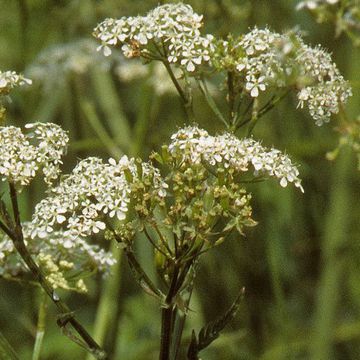 Anthriscus sylvestris