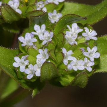 Valerianella locusta