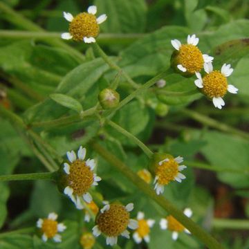 Galinsoga parviflora