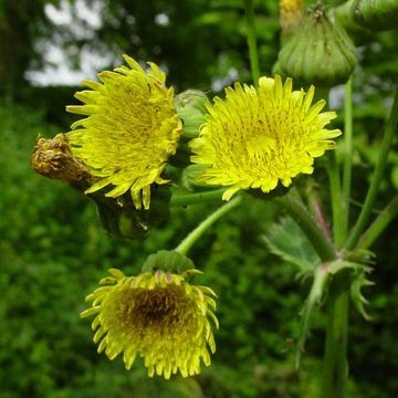 Sonchus oleraceus