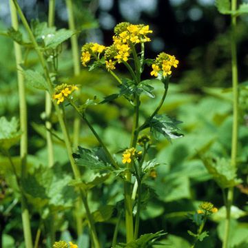 Barbarea vulgaris