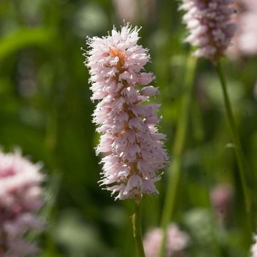 Polygonum bistorta