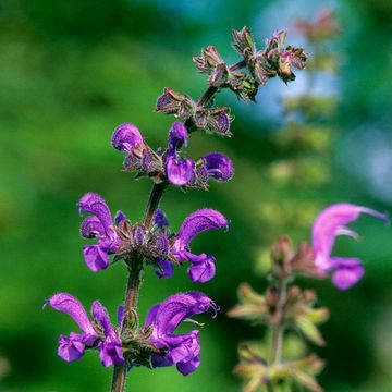 Meadow Sage