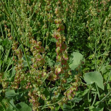 Sorrel (Buckler’s)
