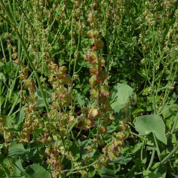 Rumex scutatus