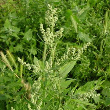 White Goosefoot