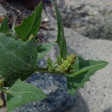 Atriplex prostrata