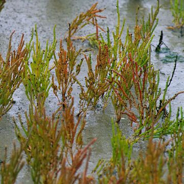 Salicornia europaea