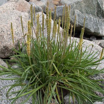 Plantago maritima