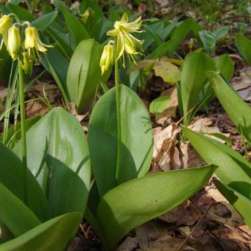 Clintonia borealis