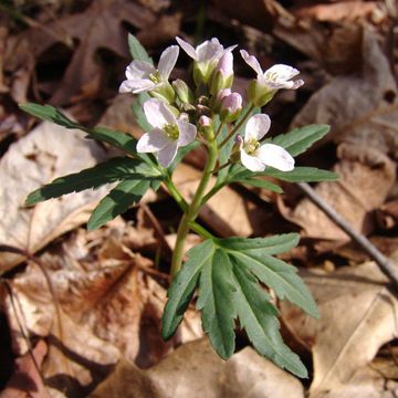 Dentaria laciniata