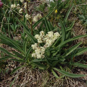 Valerian (Edible)