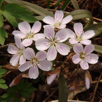 Claytonia virginica