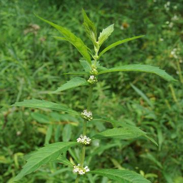 Bugleweed