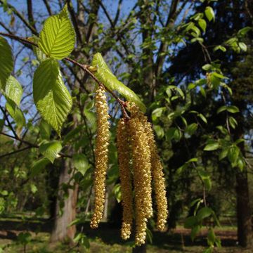 Betula lenta