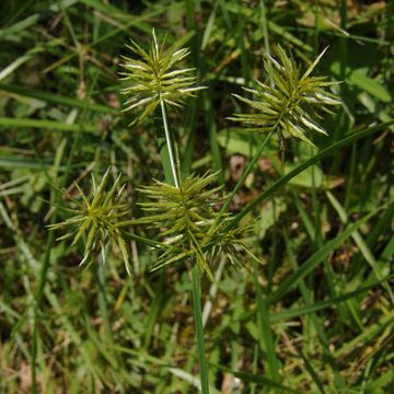 Cyperus esculentus