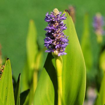 Pickerelweed