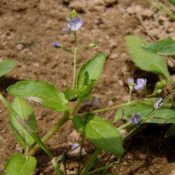 Veronica americana