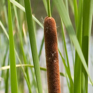 Typha angustifolia