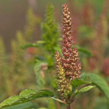 Amaranthus retroflexus