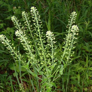 Lepidium campestre