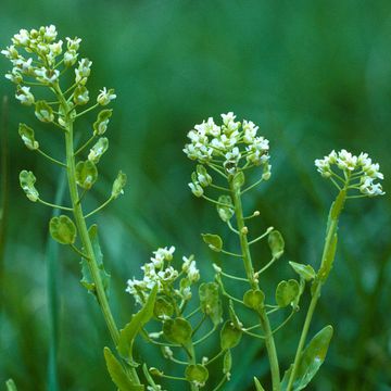 Field Pennycress