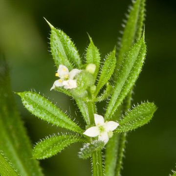 Galium aparine