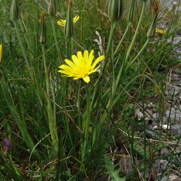 Tragopogon pratensis