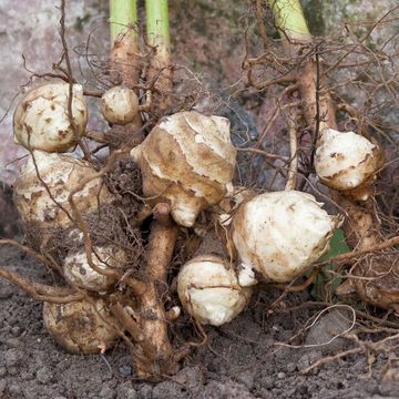 Jerusalem Artichoke